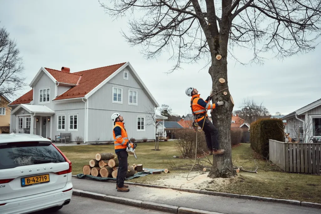 arboristinsats med sektionsf llning n ra byggnader i ribby v sterhaninge